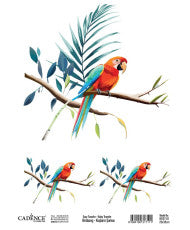 Τράνσφερ Νερού, Easy transfer bird song 25X35 , RET01